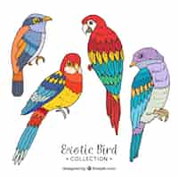 Vecteur gratuit collection d'oiseaux exotiques dessinés à la main