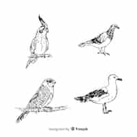 Vecteur gratuit collection d'oiseaux exotiques dessinés à la main