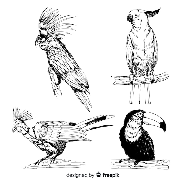 Collection d&#39;oiseaux exotiques dessinés à la main