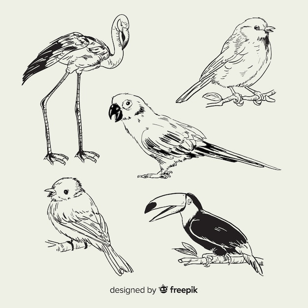 Collection d&#39;oiseaux exotiques dessinés à la main