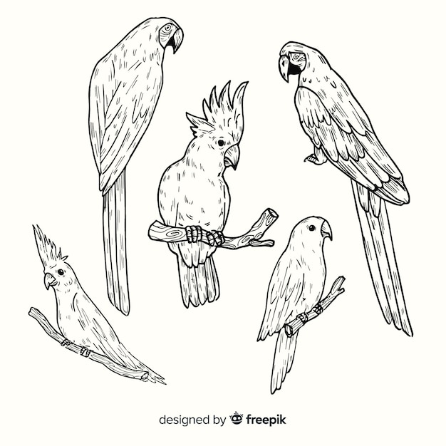 Vecteur gratuit collection d'oiseaux exotiques dessinés à la main