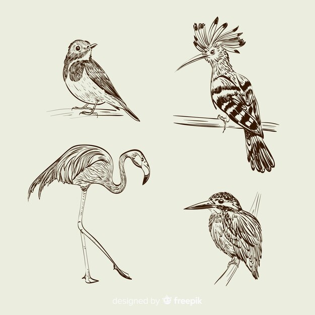 Collection d&#39;oiseaux exotiques dessinés à la main