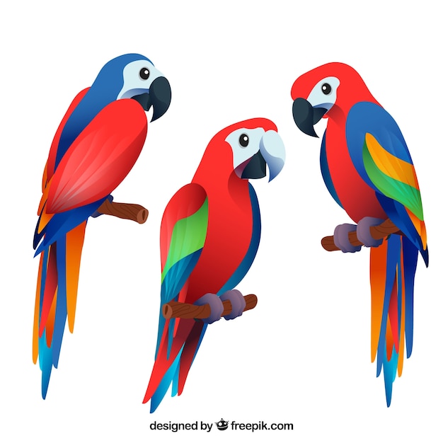 Collection D'oiseaux Exotiques Plats