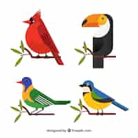 Vecteur gratuit collection d'oiseaux exotiques plats