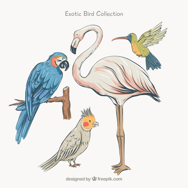 Collection d&#39;oiseaux exotiques plats