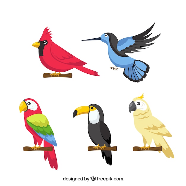 Vecteur gratuit collection d'oiseaux exotiques plats