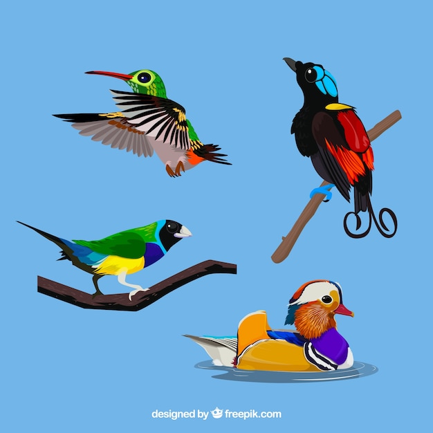 Collection d&#39;oiseaux exotiques plats