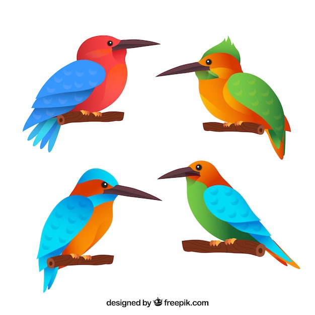 Vecteur gratuit collection d'oiseaux plats