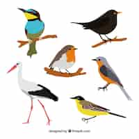 Vecteur gratuit collection d'oiseaux plats