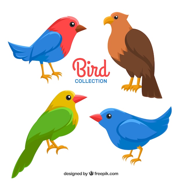 Vecteur gratuit collection d'oiseaux plats