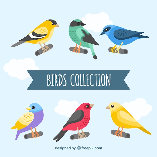 Vecteur gratuit collection d'oiseaux plats