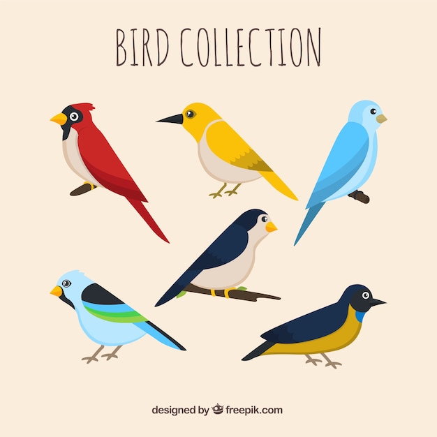 Vecteur gratuit collection d'oiseaux plats