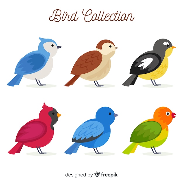 Vecteur gratuit collection d'oiseaux