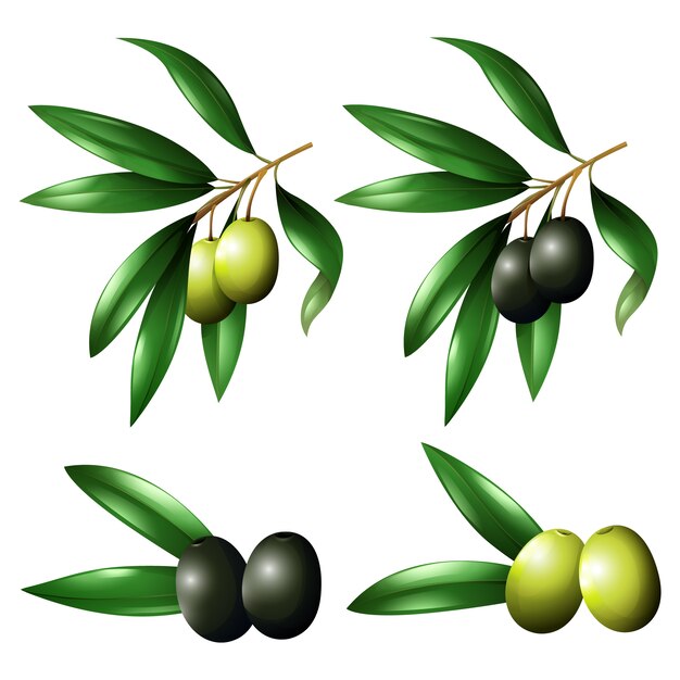 collection d&#39;olives de couleur
