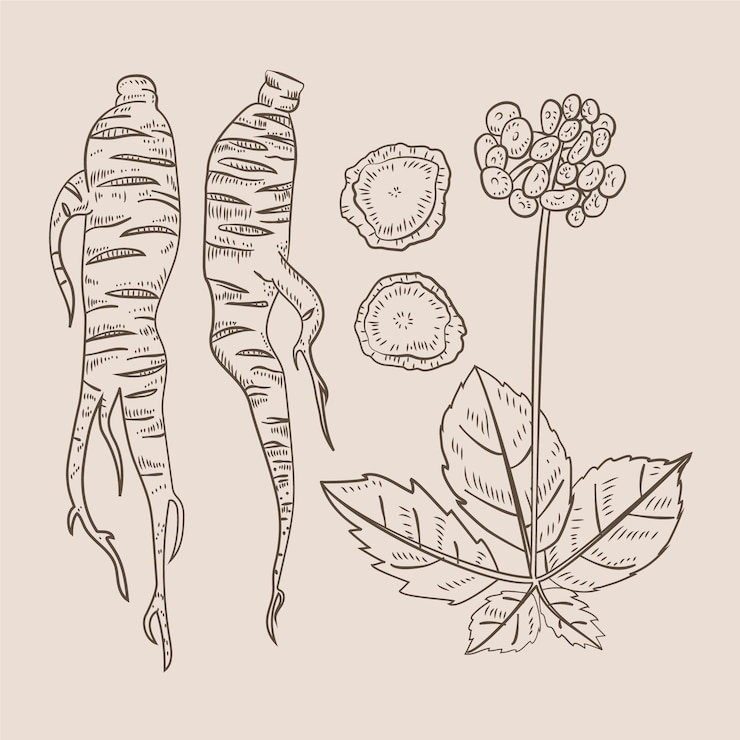 Vecteur gratuit collection de plantes de ginseng dessinés à la main réaliste