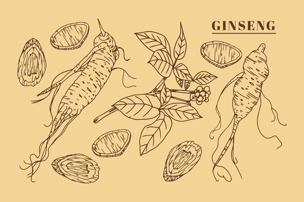 Collection de plantes de ginseng dessinés à la main réaliste
