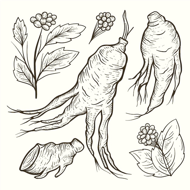 Collection De Plantes De Ginseng Dessinés à La Main Réaliste