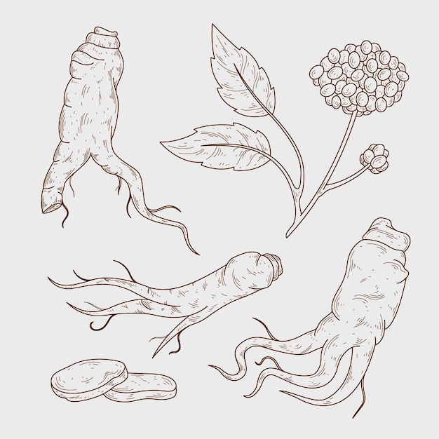 Vecteur gratuit collection de plantes de ginseng dessinés à la main réaliste