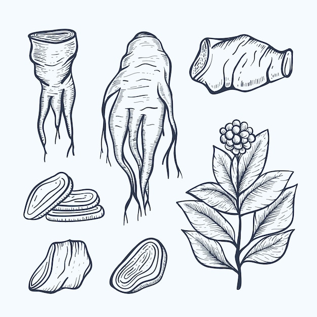 Vecteur gratuit collection de plantes de ginseng dessinés à la main réaliste