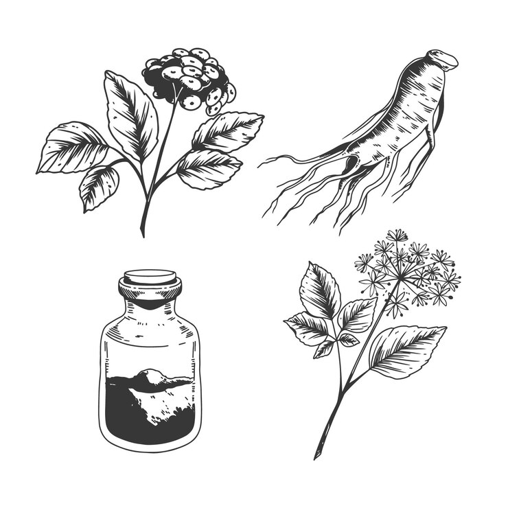 Vecteur gratuit collection de plantes de ginseng