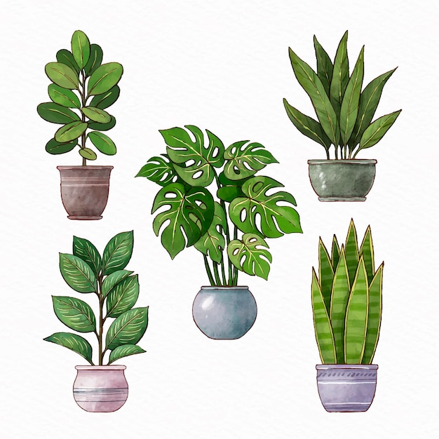Collection de plantes d'intérieur aquarelle peintes à la main