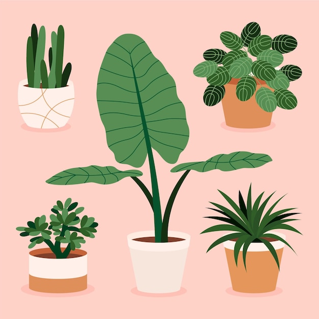 Vecteur gratuit collection de plantes d'intérieur dessinés à la main illustrée