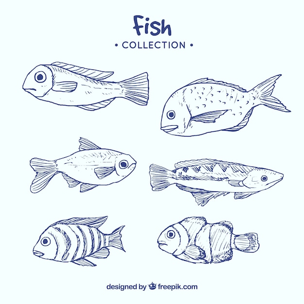 Vecteur gratuit collection de poissons dessinés à la main