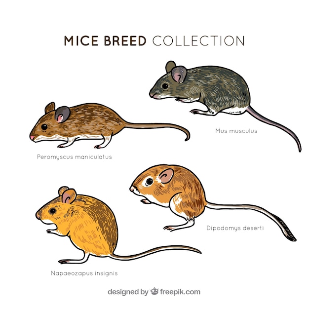 Collection De Souris Dessinés à La Main Créative