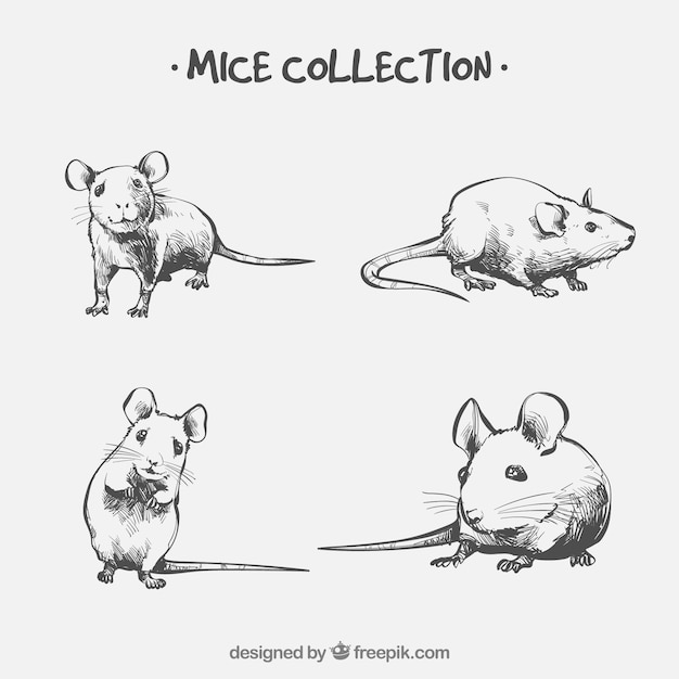 Vecteur gratuit collection de souris dessinés à la main