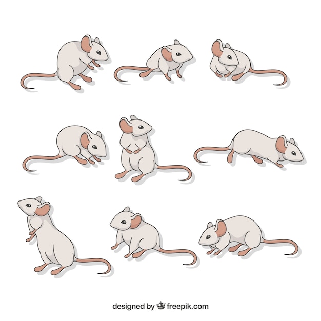 Vecteur gratuit collection de souris plat avec des poses différentes