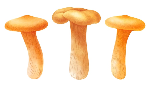 Collection De Style Aquarelle Illustration Champignon