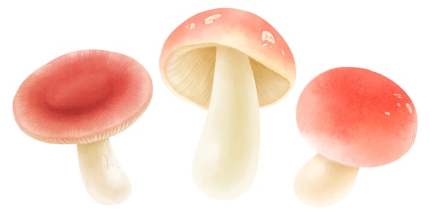 Collection de style aquarelle d'illustration de champignon