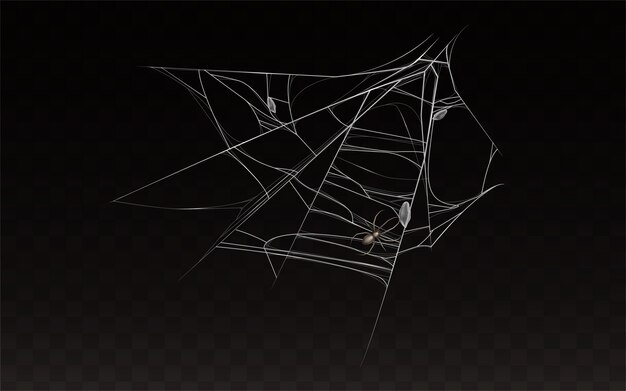 collection de toile d&#39;araignée réaliste avec araignée sur elle.
