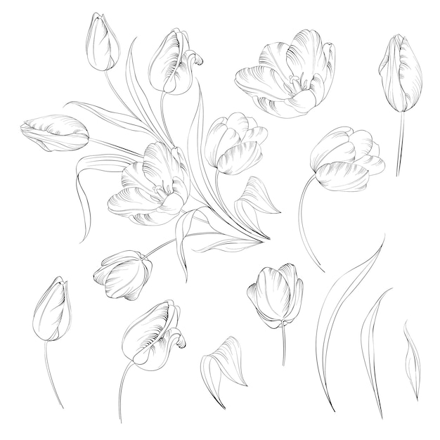 Collection de tulipes dessinées à la main dans des modèles de contour de style de ligne. Éléments d'esquisse à l'encre de fleurs printanières pour un design noir et blanc. Illustration vectorielle.