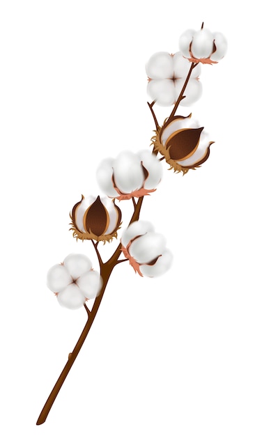 Composition de branche de fleur de coton colorée et réaliste avec une récolte mûrie sur une branche brune