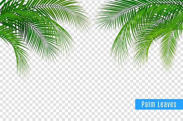 Composition de cadre réaliste de branche de palmier de feuilles tropicales avec fond transparent et grappes de feuilles avec texte