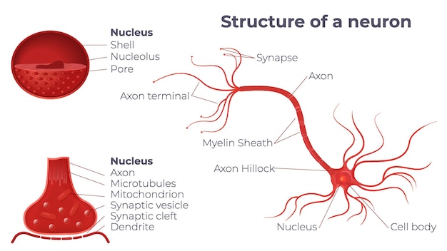 Vecteur gratuit composition du diagramme d'anatomie des neurones