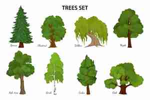 Vecteur gratuit composition du diagramme des espèces d'arbres