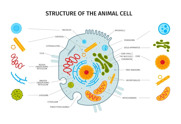 Vecteur gratuit composition horizontale de l'anatomie cellulaire avec ensemble d'icônes d'éléments cellulaires colorés isolés avec illustration vectorielle de pointeurs de légendes de texte