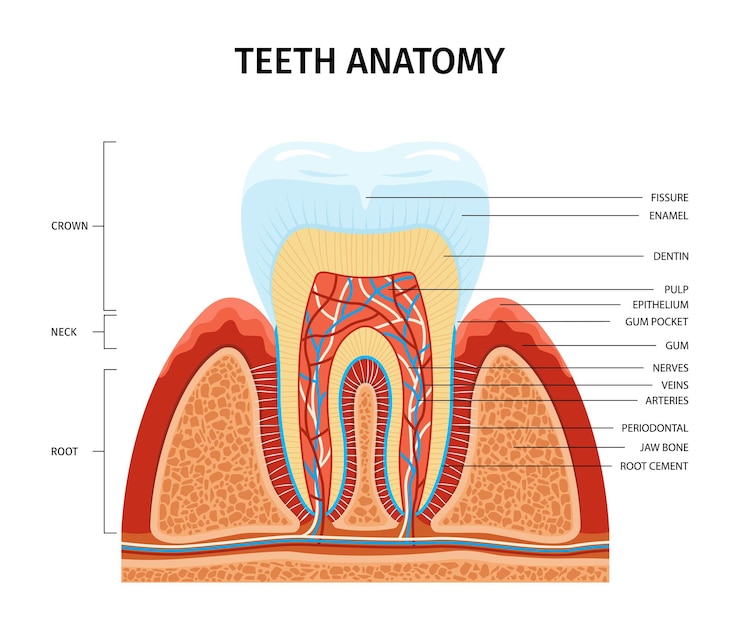Vecteur gratuit composition infographique de l'anatomie des dents avec vue sur la croissance des dents à partir de la gencive avec des légendes de texte parties anatomiques illustration vectorielle