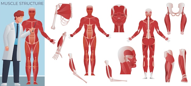 Vecteur gratuit composition plate de l'anatomie musculaire d'un médecin scientifique avec une figure corporelle de moule et un ensemble d'icônes isolées illustration vectorielle