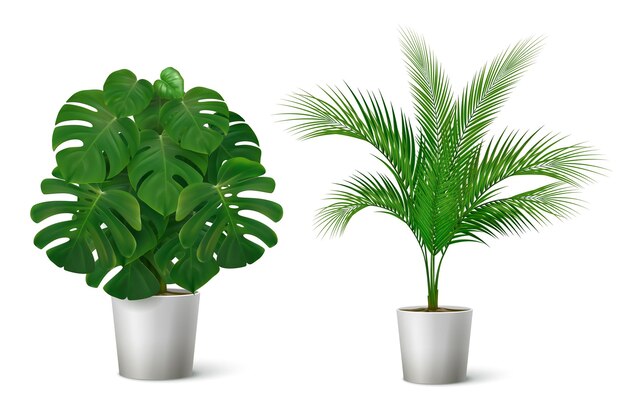 Composition réaliste avec illustration de plantes tropicales en pot