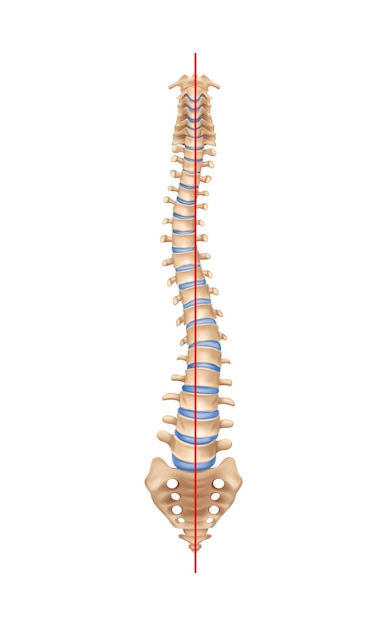 Composition de la scoliose de l'anatomie de la colonne vertébrale humaine avec image isolée de la colonne vertébrale incurvée avec des os et illustration vectorielle en ligne droite