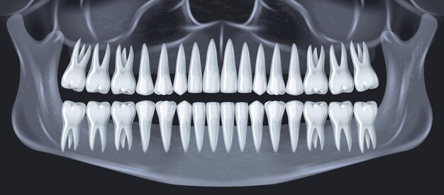 Concept d'anatomie dentaire de dents humaines avec illustration vectorielle réaliste de radiographie de la mâchoire