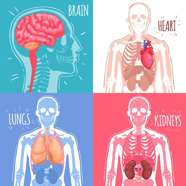 Vecteur gratuit concept d'organes internes humains