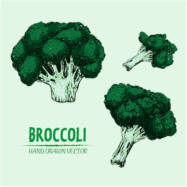 Vecteur gratuit conception de brocoli tiré par la main