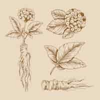 Vecteur gratuit conception de dessin de collection de plantes de ginseng