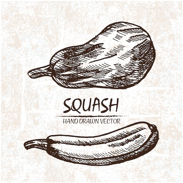 Vecteur gratuit conception de squash hand drawn