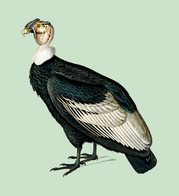 Vecteur gratuit condor andin (vultur gryphus) illustré par charles dessalines d'orbigny (1806-1876).