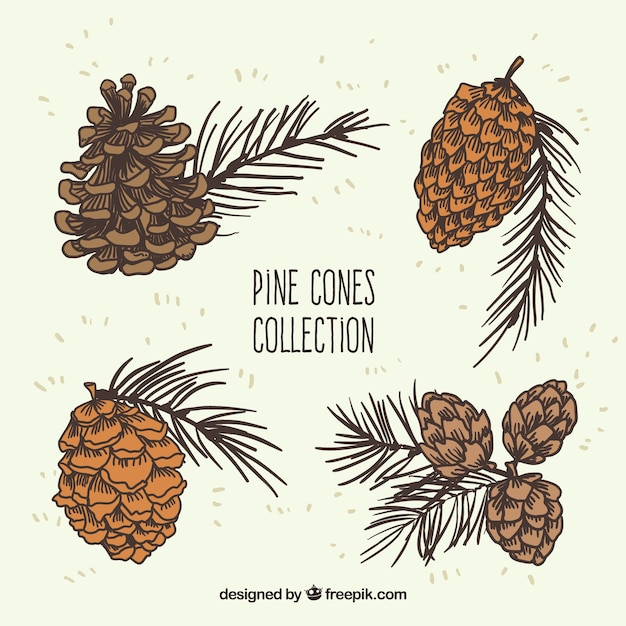 Vecteur gratuit cônes de pin collection illustration